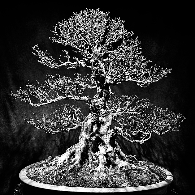 無垢-MUKU-シリーズについて